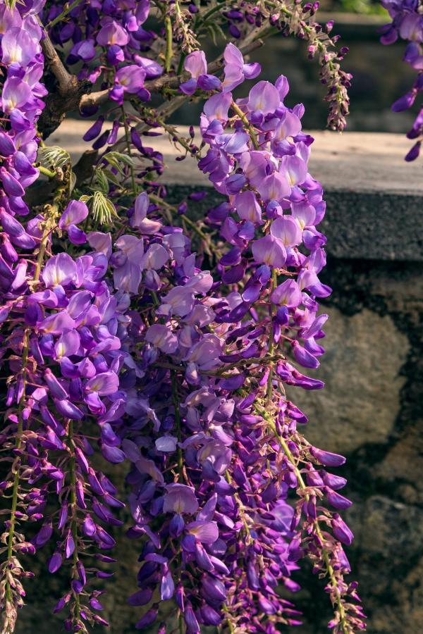 Il Glicine B&B Ristorante Cazzago San Martino Eksteriør billede